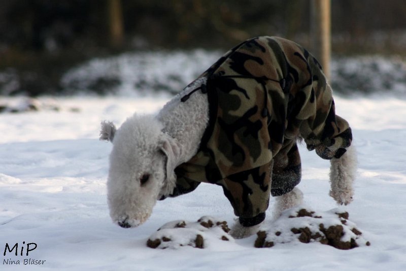 2010-12-03 Svet Snow (2).jpg